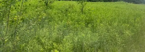 XXX 210th Street, Milaca, MN 56353