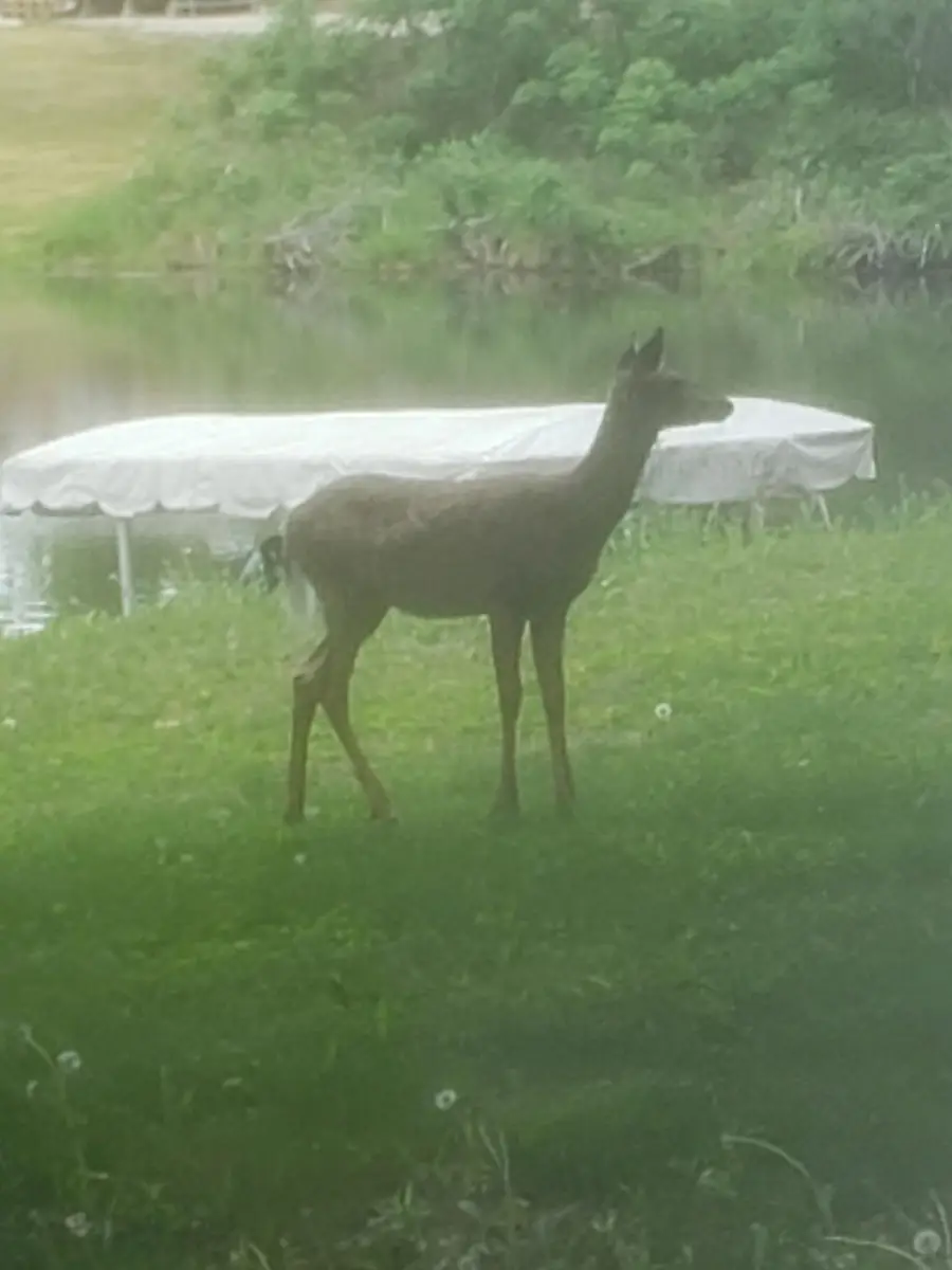 18112 Treasure Cove, Garrison, MN 56450 - Image #3