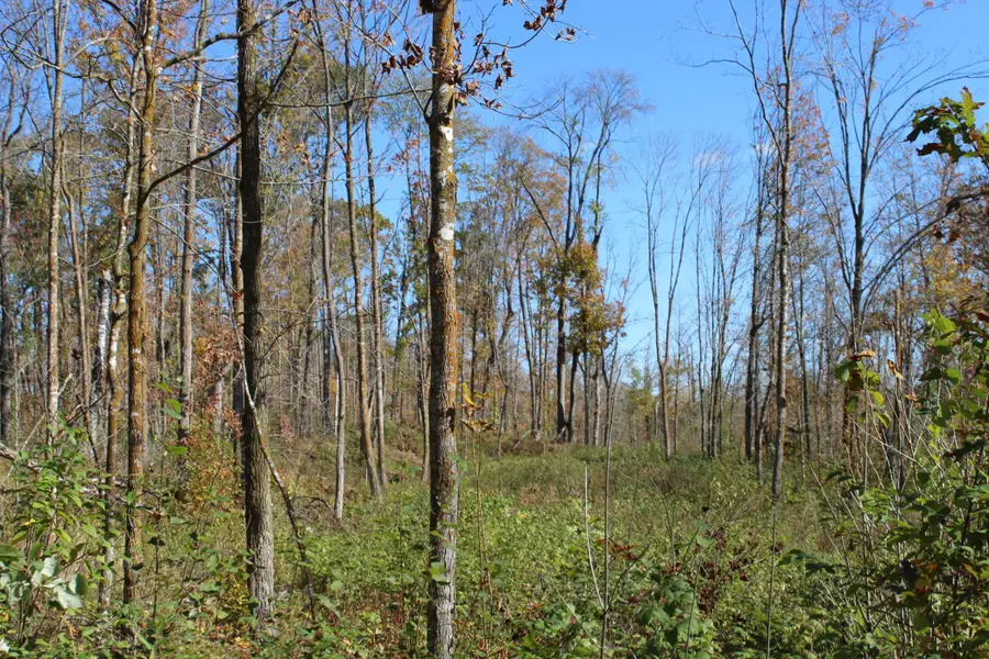 TBD Woods Road, Isle, MN 56342 - Image #2