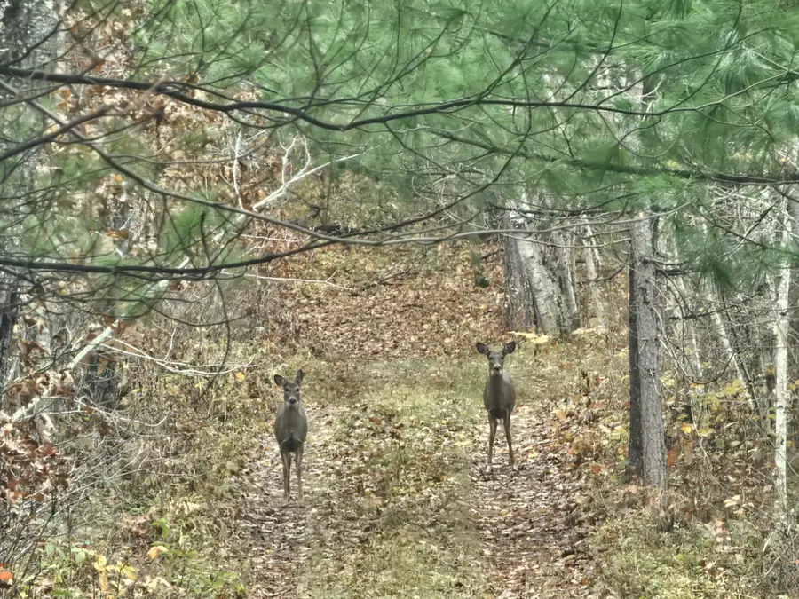 1894 S Lost Lake Road, Danbury, WI 54830 - Image #2