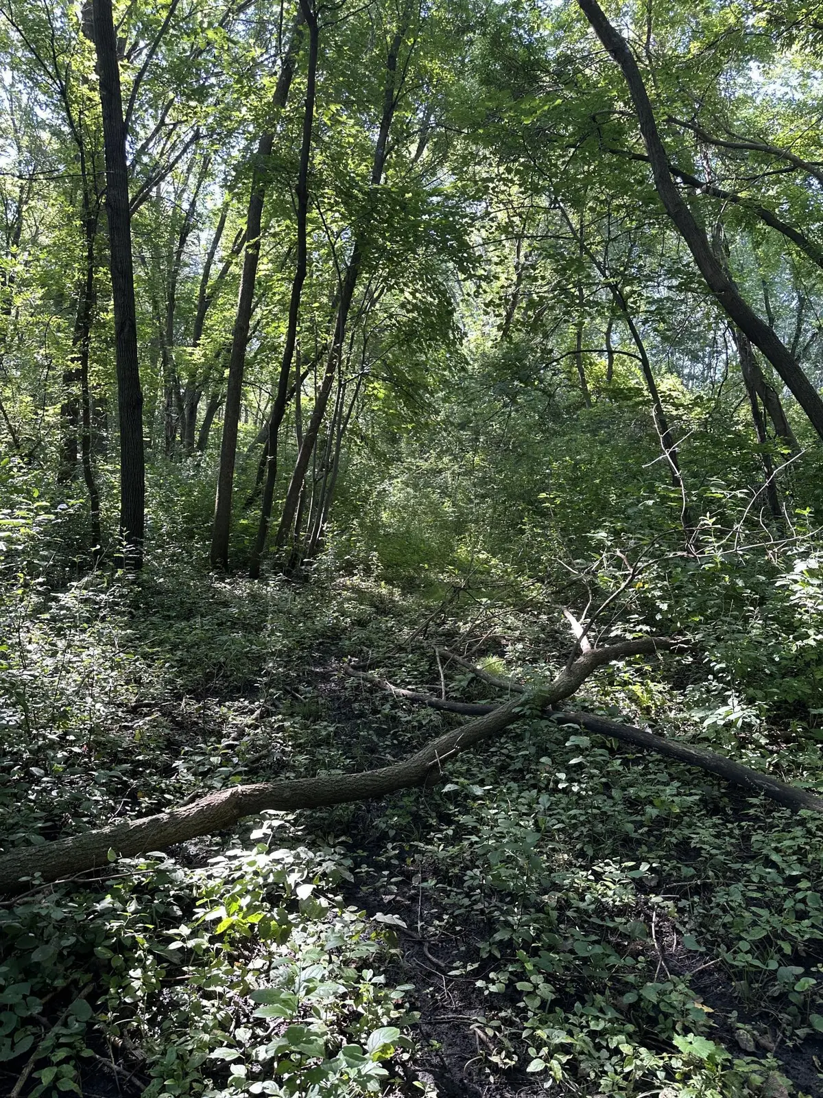 XXX 50th Street Se, Franklin Township, MN 55313 - #1