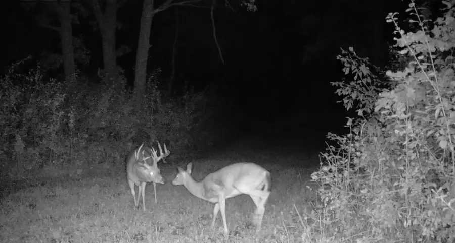 TBD cty rd 115 +/- 146.62 County Road 115, Saint Cloud, MN 56301 - Image #2