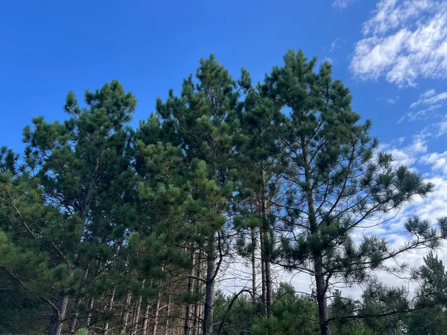 Lot 6 See Gull Cove, Brainerd, MN 56401 - #3