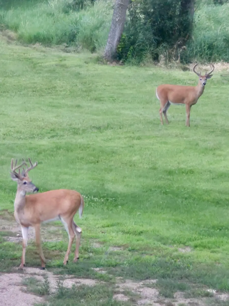 17556 300th Avenue, Starbuck, MN 56381 - #2