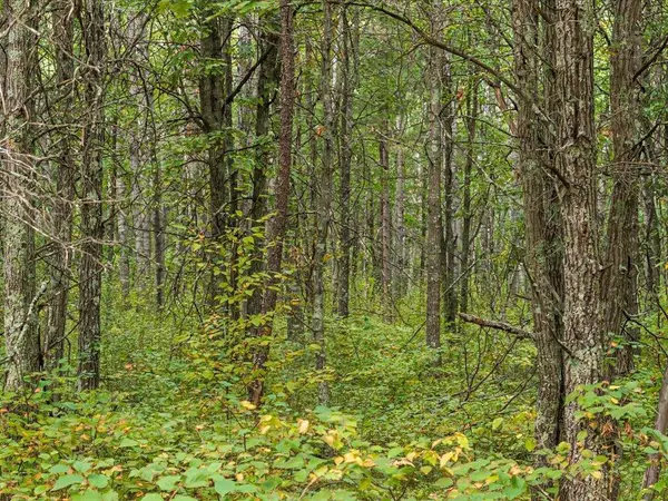 Lot E Sandbar Lane, Merrifield, MN 56465