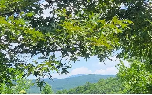 24 Mountain Knoll Lane, Warne, NC 28909 - Image #3