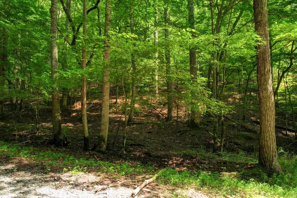 Lot 1972 Nancy Court, Ellijay, GA 30540 - Image #1