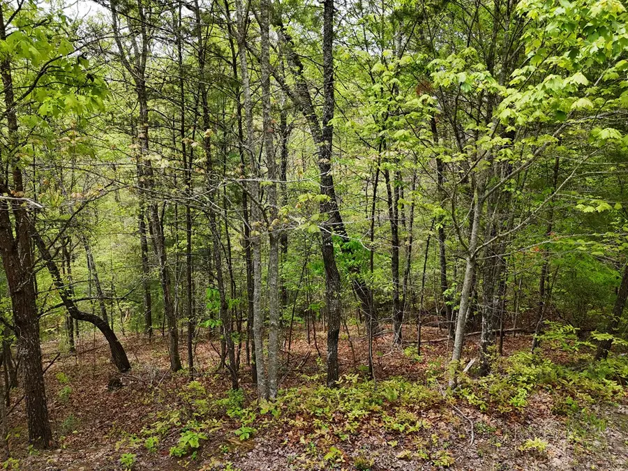 Lot 20 Crabapple Lane, Mineral Bluff, GA 30559 - #3