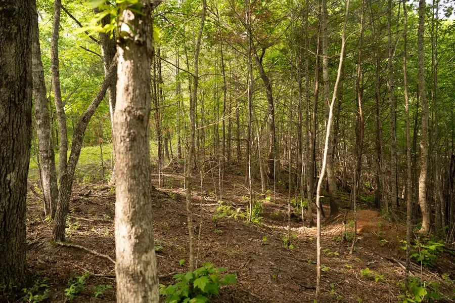 Tract 1 Century Lane, Blue Ridge, GA 30513 - Image #3