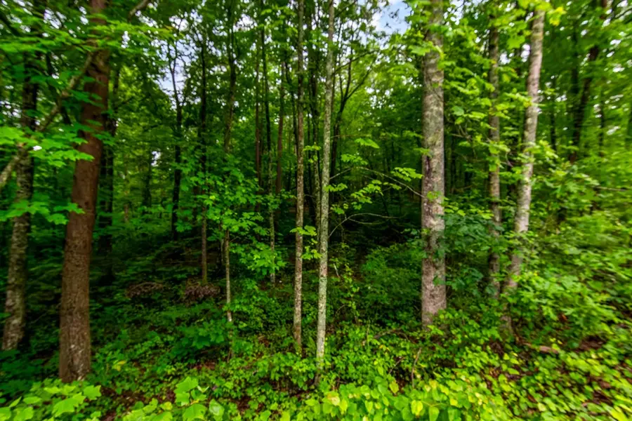 Lot 44 Harris Creek Drive, Ellijay, GA 30540 - #3