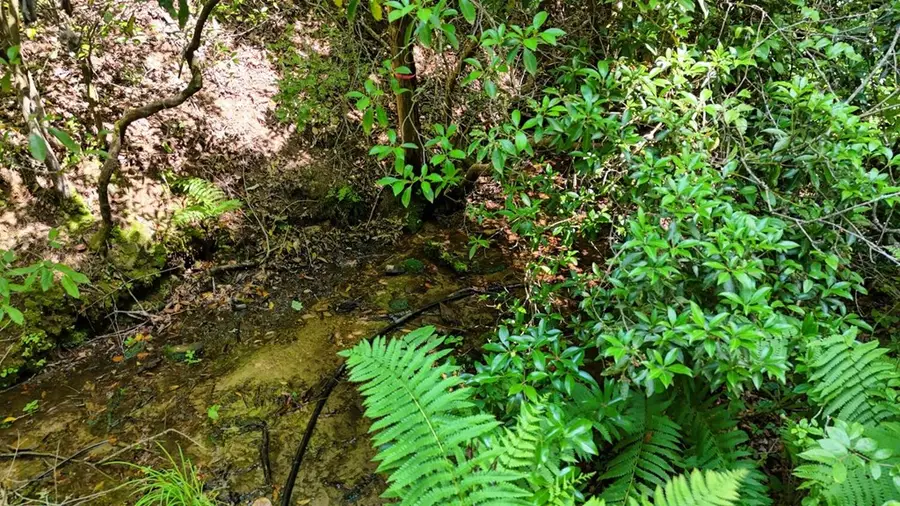 201 Jaguar Lane, Blue Ridge, GA 30513 - #3