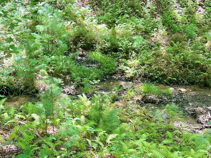 62 Peach Lane, Ellijay, GA 30536 - #2