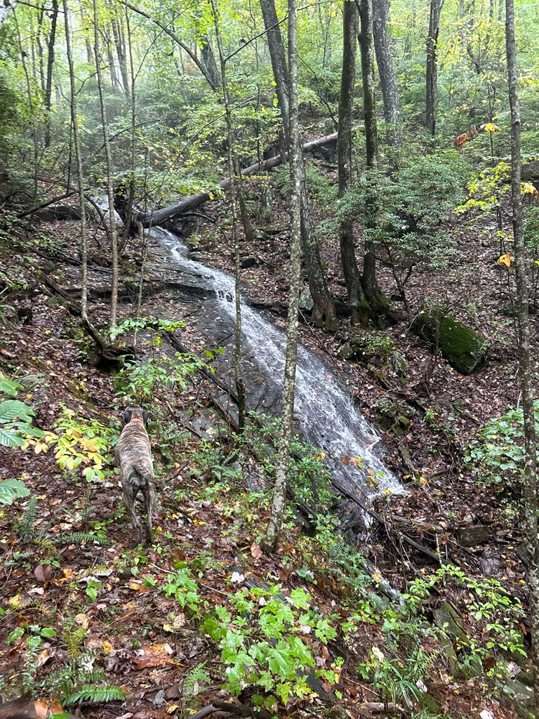 1298 Cold Stream Trail, Jasper, GA 30143 - Image #2