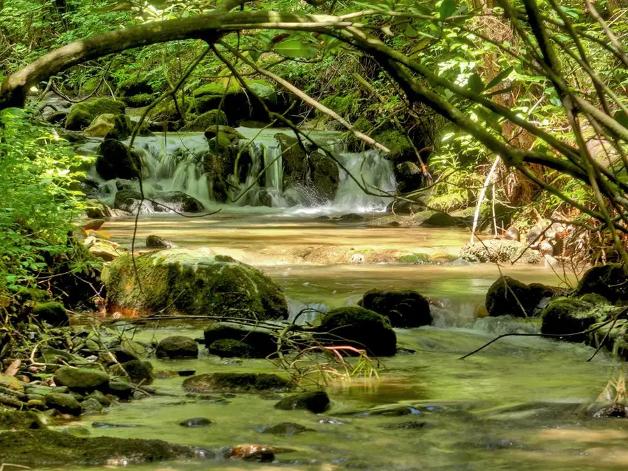 1048 Laurel Trail, Ellijay, GA 30536 - Image #2