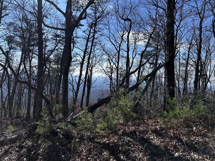 246 Andes Ridge, Ellijay, GA 30536 - Image #2