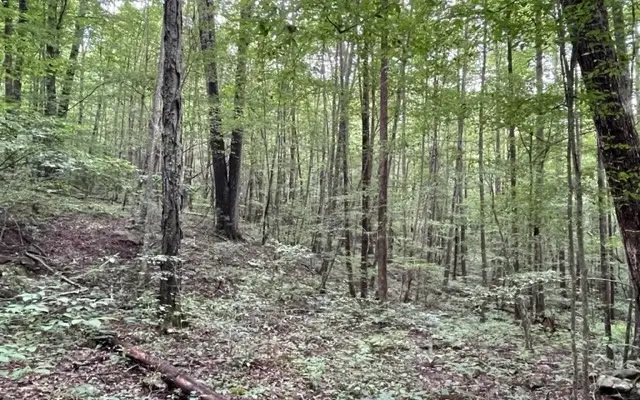0 Trackrock Gap Road, Blairsville, GA 30512 - Image #3