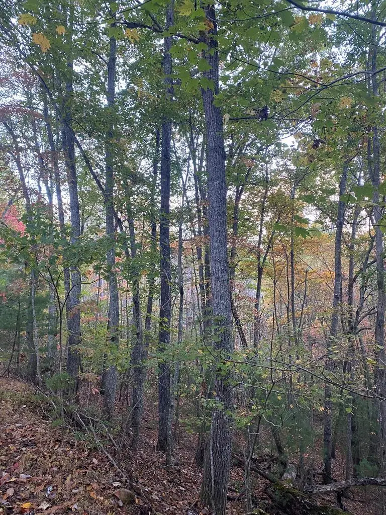 NA Nelson Circle, Blairsville, GA 30512 - Image #3