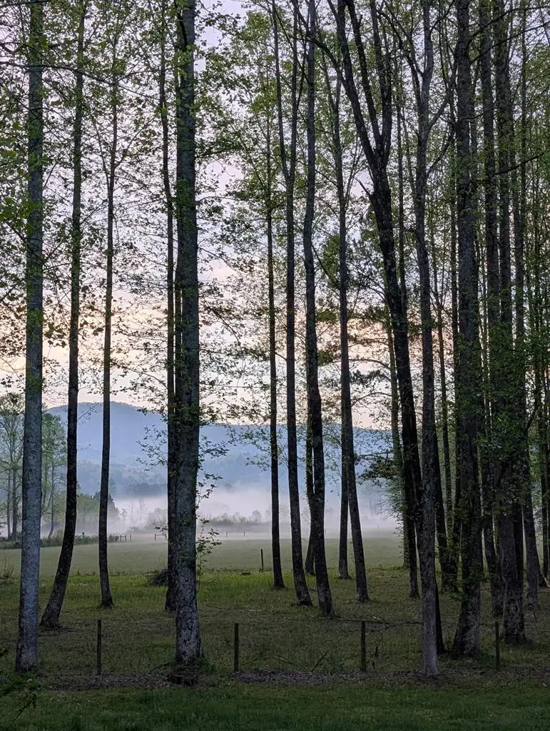 3349 Whitepath Road, Ellijay, GA 30540 - Image #3