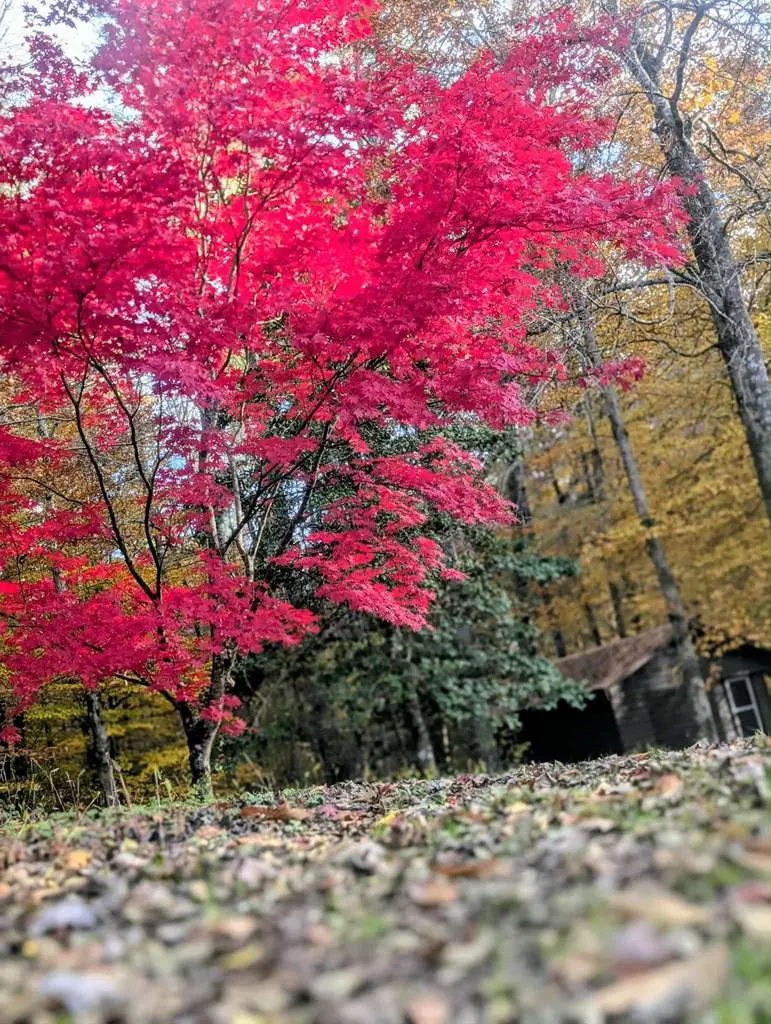 2471 High River Road, Hiawassee, GA 30546 - Image #3