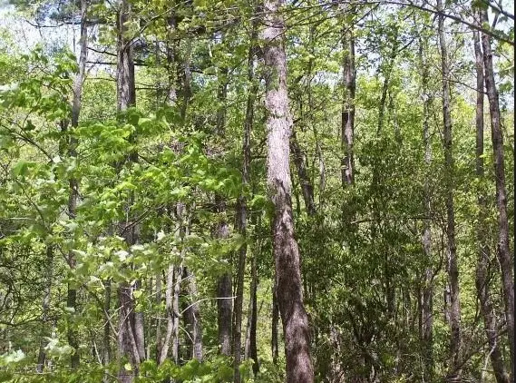 6 Thunderhead Lane, Dillard, GA 30537 - Image #3