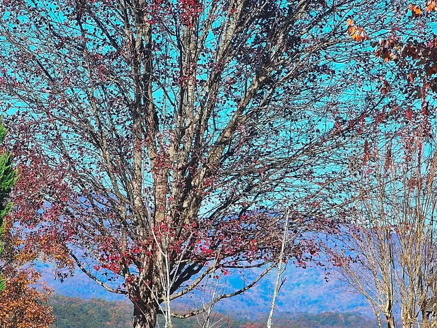 Lot 100 NE Pin Oak Ridge, Murphy, NC 28906 - Image #3