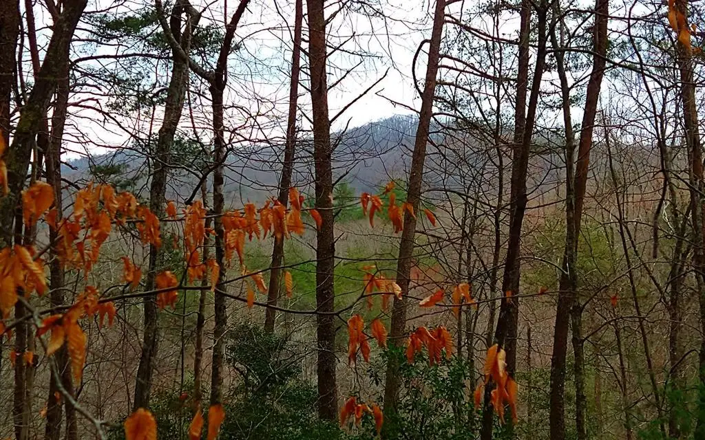 20 AC Hidaway Drive, Ellijay, GA 30536 - #1