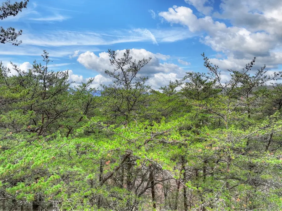 00 Spruill Drive, Ellijay, GA 30536 - Image #2