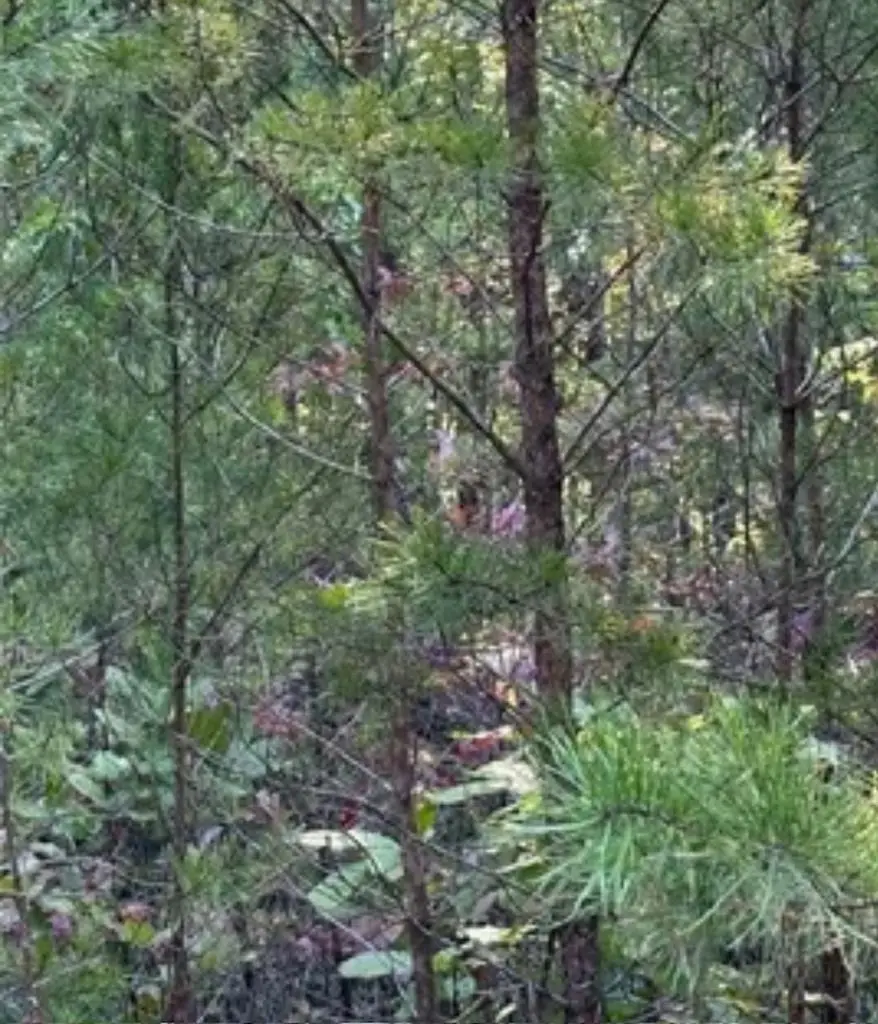 18 Skyline Drive, Braswell, GA 30153 - #1