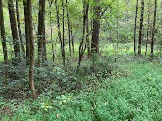 Lot 52 Llama Lane, Ellijay, GA 30540 - Image #3