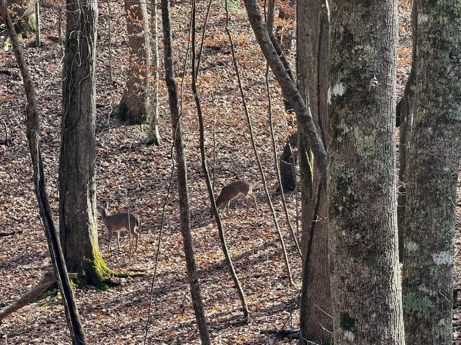 Lot 2750 Nimrod Court, Ellijay, GA 30540 - Image #2