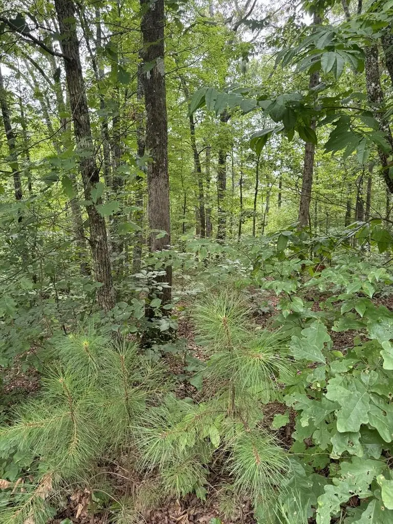 LOT 5 Harris Creek Drive, Ellijay, GA 30540 - #3