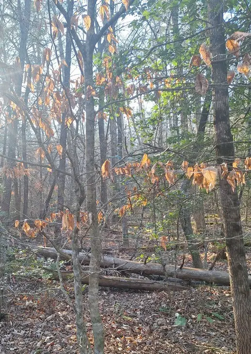 lots Mill Creek Acres, Blue Ridge, GA 30513 - #3