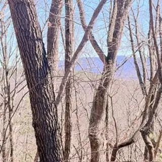 NA Pettit Ridge Road, Ellijay, GA 30540 - #1