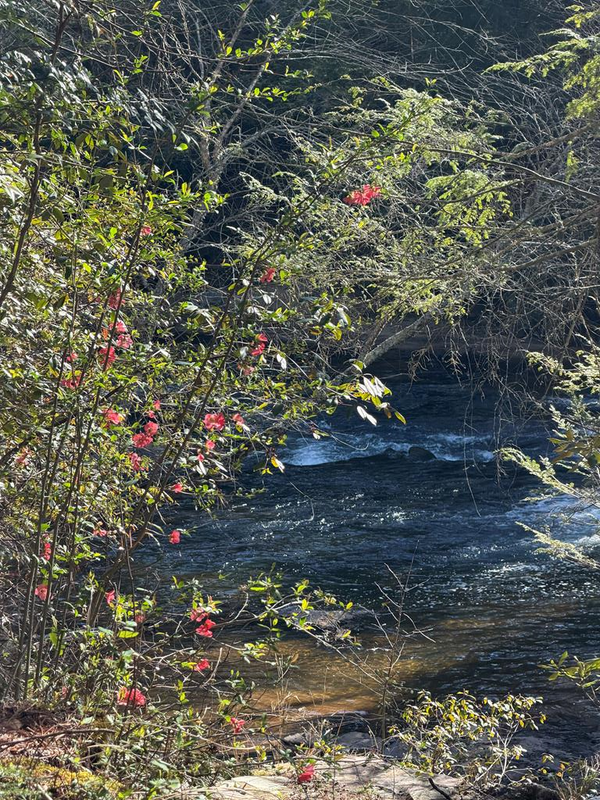 5 Acres Frogtown Place, Dahlonega, GA 30533