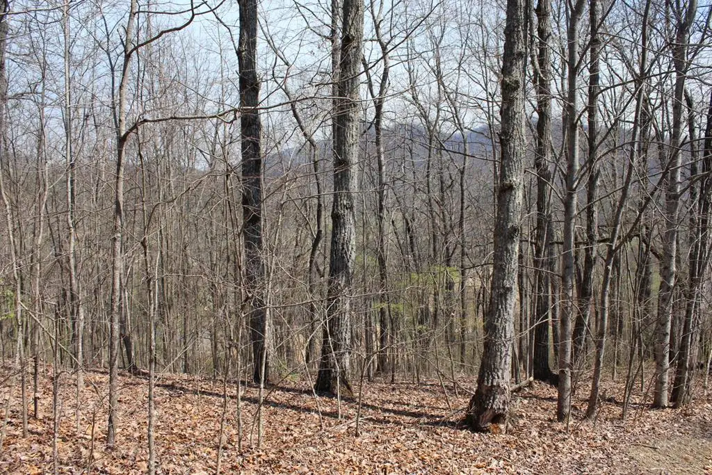 Lot 87A Licklog Ridge, Hayesville, NC 28904 - #1