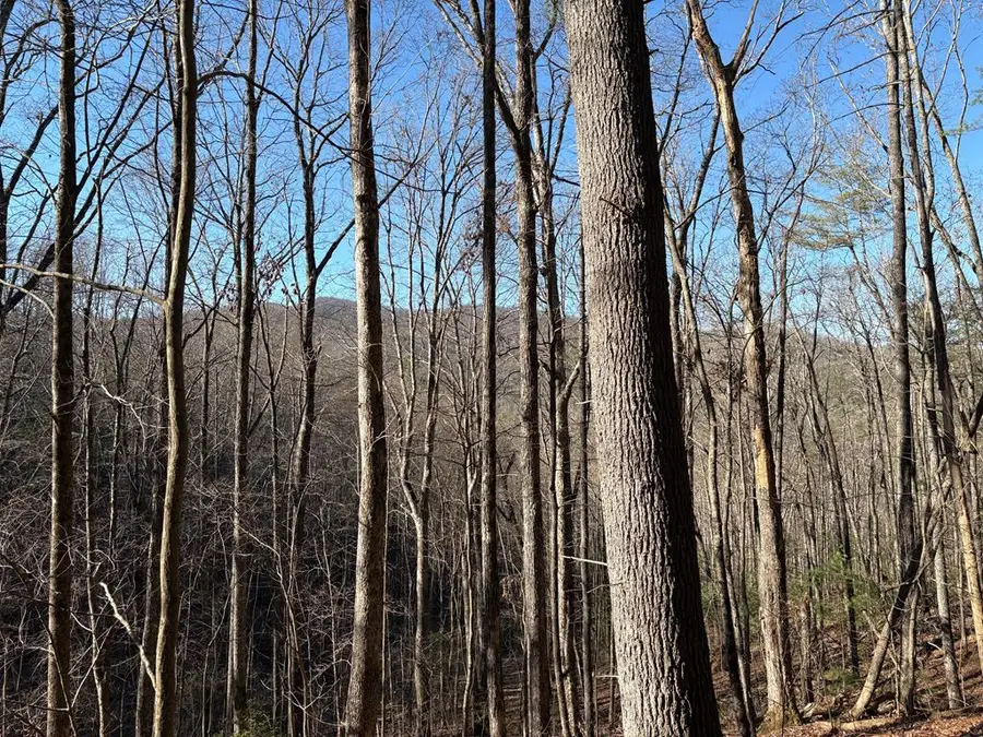 Lot 62 Gobblers Knob/laurel, Suches, GA 30572 - #2