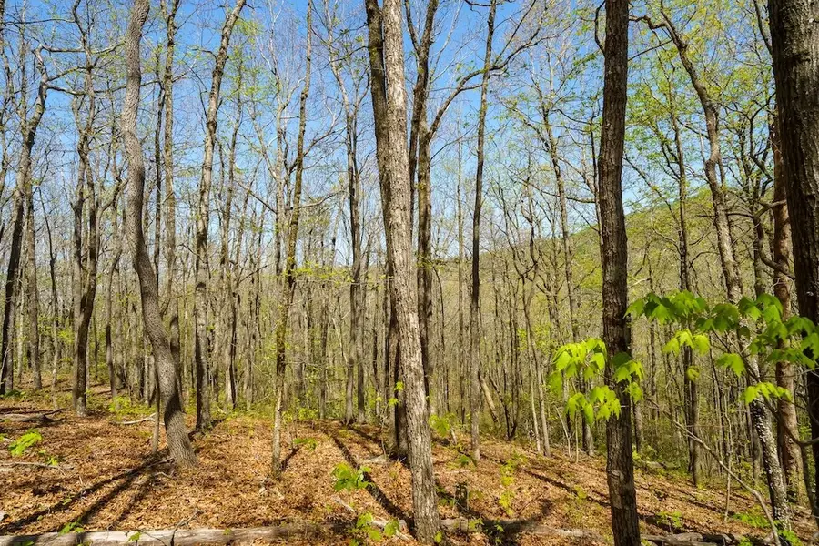 000 Burnt Mountain Road, Ellijay, GA 30536 - #3