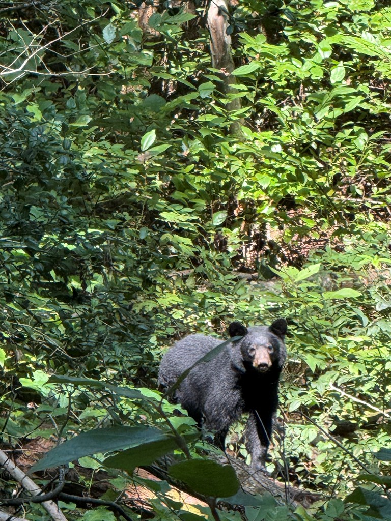 6180 Burnt Mountain Road, Ellijay, GA 30536 - #3