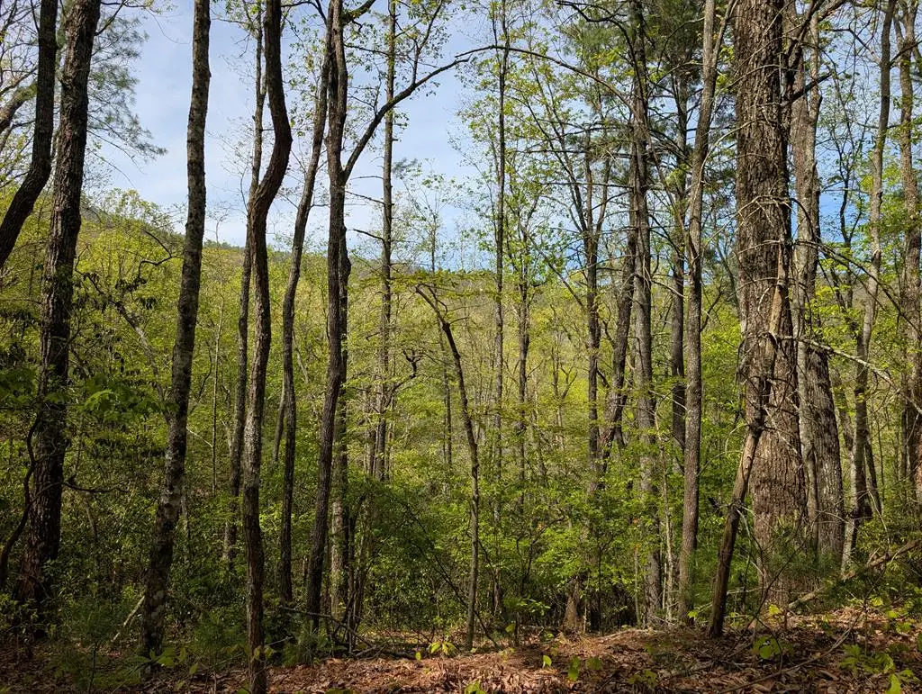 348 Atali Circle, Murphy, NC 20906 - #1