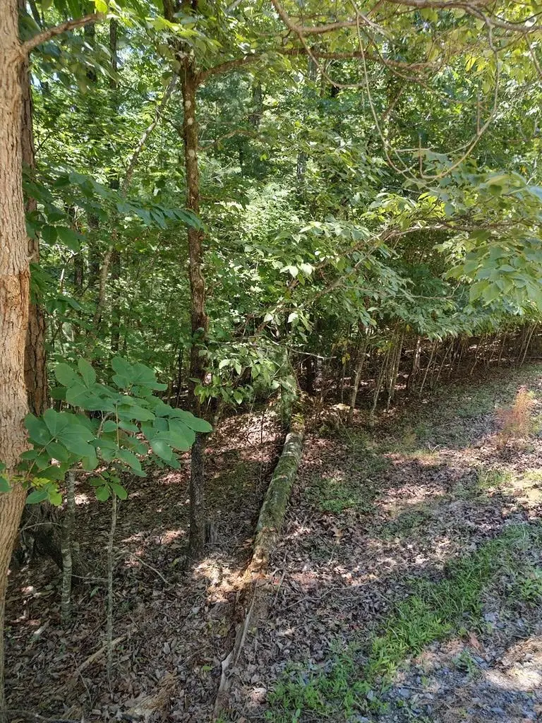 Lot 853 Matrix Lane, Ellijay, GA 30540 - #3