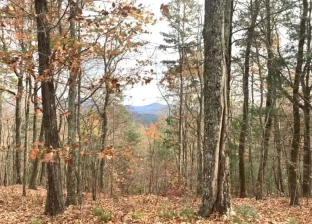Lot 17 Abbott Mill Road, Ellijay, GA 30540 - #1