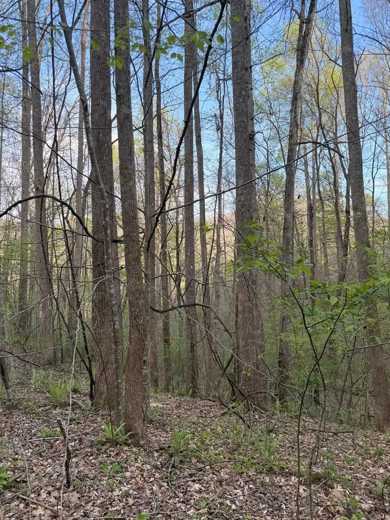 Lot 2 Anns Lane, Hayesville, NC 28904 - #1
