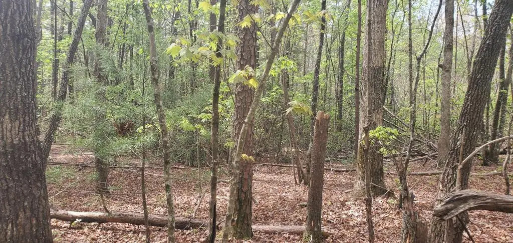 36 & 38 Squirrel Hunting, Ellijay, GA 30536 - #1