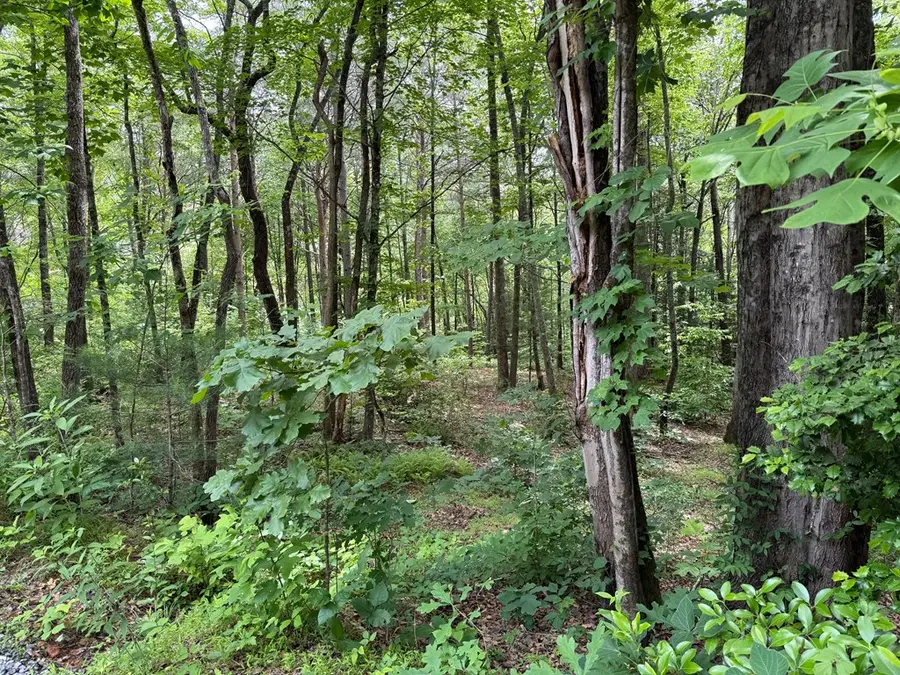 00 Mr Bert Road, Hiawassee, GA 30548 - #2