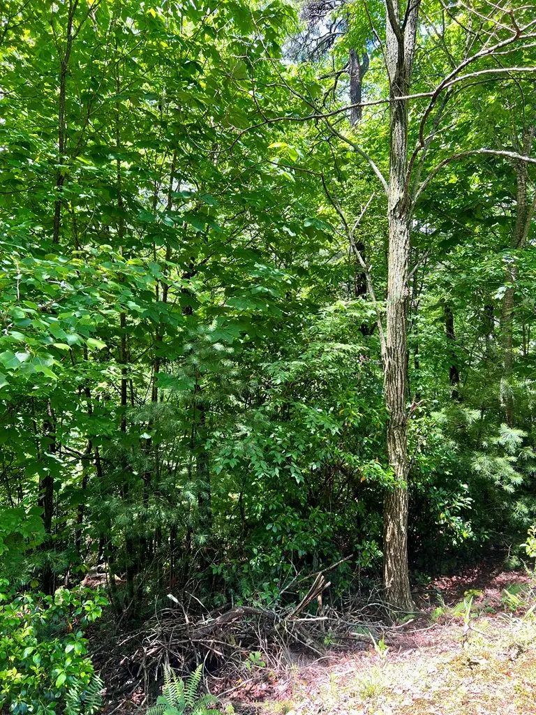 #31 Fiddlers Way, Murphy, NC 28906 - #3