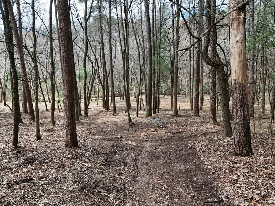 LT 45A Synacia Drive, Mineral Bluff, GA 30559 - #2