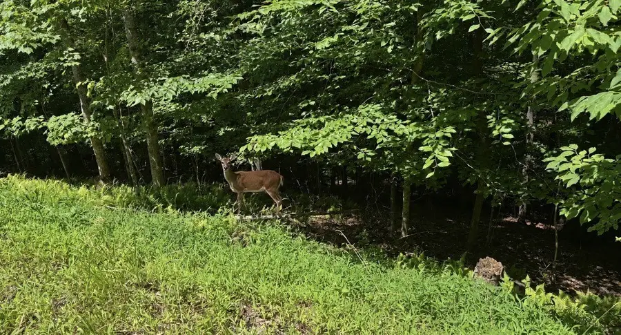 LOT 780 Omen Circle, Ellijay, GA 30540 - #2
