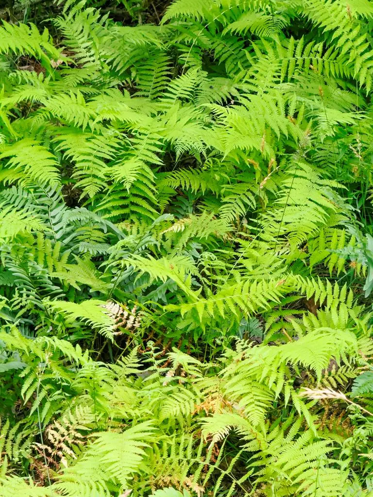 Lot 11 Quail Cove Circle, Warne, NC 28909 - #3