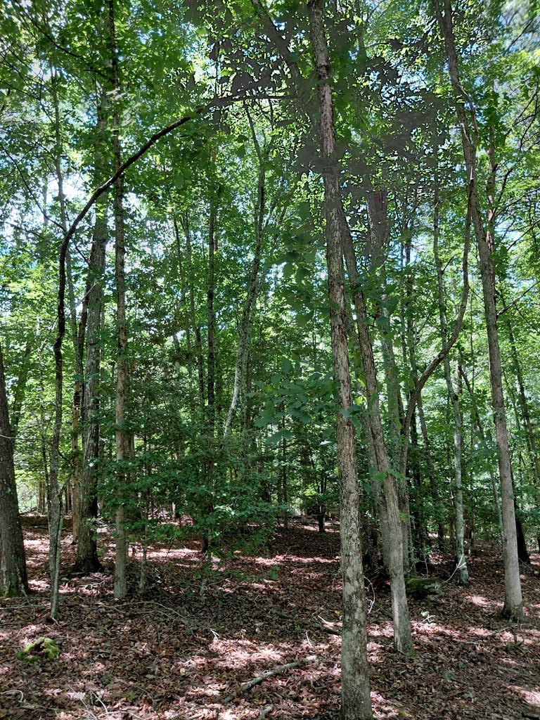 Lot 8 S Quail Cove Circle, Warne, NC 28909 - #3