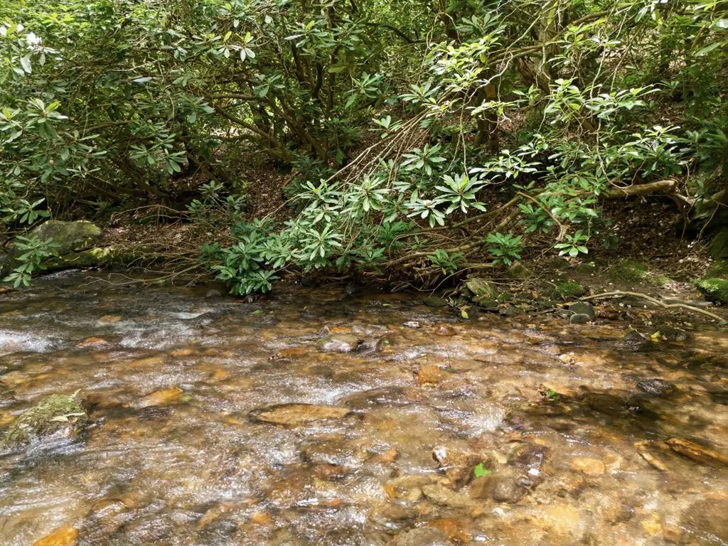 84 Pounding Mill Creek, Hayesville, NC 28904 - #1
